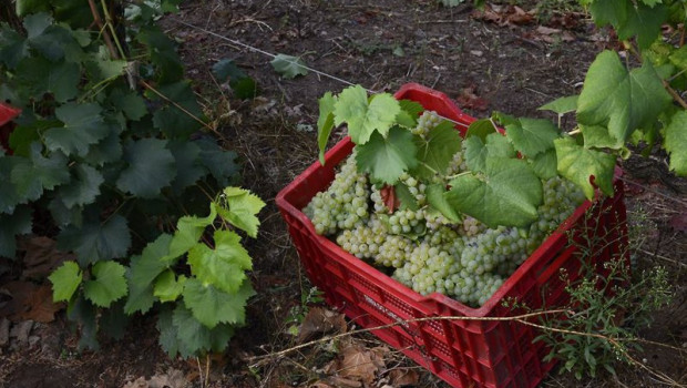 ep archivo vendimia en la bodega ep archivo vendimia en la bodega
