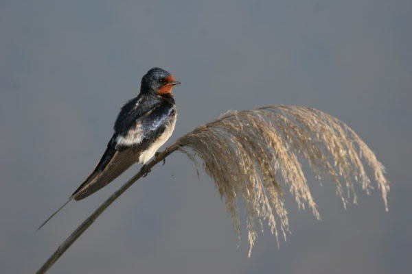 ep golondrina comun