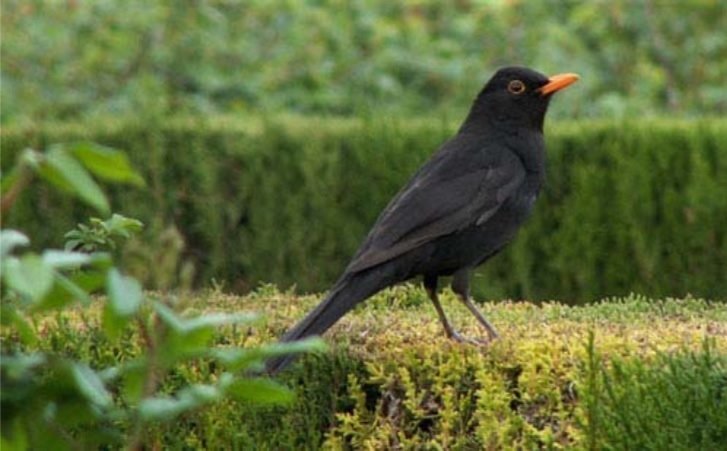 ep mirlo turdus merula ep mirlo turdus merula