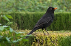 ep mirlo turdus merula