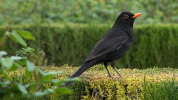 ep mirlo turdus merula