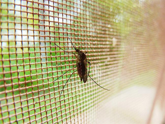 Mosquitos contra la malaria | PIXABAY ep mosquitosla malaria