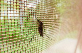 ep mosquitosla malaria