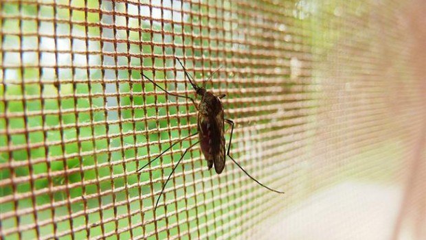 ep mosquitosla malaria