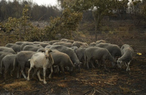 ep ovejas supervivientes del fuego en a caridade
