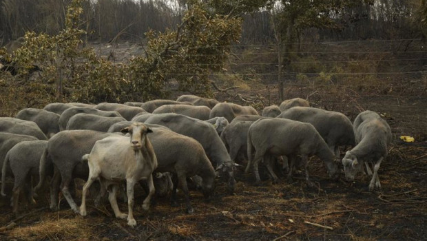 ep ovejas supervivientes del fuego en a caridade