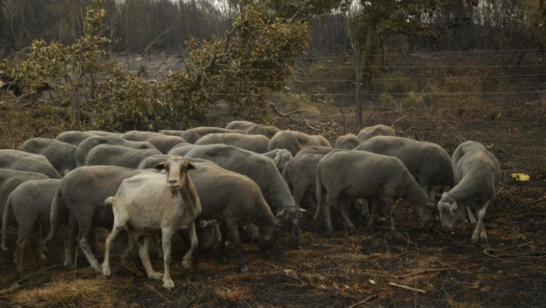 ep ovejas supervivientes del fuego en a caridade ep ovejas supervivientes del fuego en a caridade