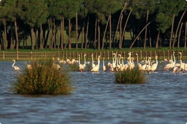 Parque de Doñana | EUROPA PRESS/ PSOE ep parquedonana