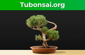 1589984897 comprar bonsai