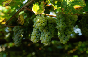 ep archivo   varias uvas colgando de una parra en una de las fincas de la bodega senorio de sobral