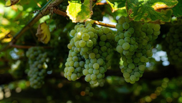 ep archivo   varias uvas colgando de una parra en una de las fincas de la bodega senorio de sobral