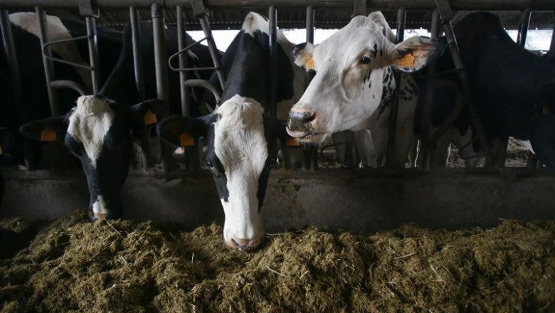 ep archivo   varias vacas en una ganaderia de lacteo en la parroquia de pineiro a 14 de noviembre de