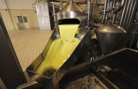 ep imagen de archivo del proceso de obtencion del aceite en una almazara