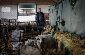 ep jorge ganadero de lechal colmenar cuida de las ovejas que estan en los establos de la empresa