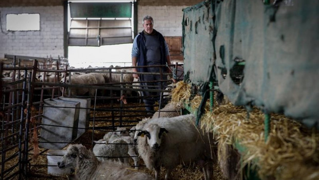 ep jorge ganadero de lechal colmenar cuida de las ovejas que estan en los establos de la empresa