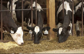 ep vacas fuente emisorametano