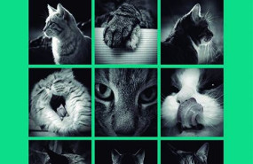 portada conecta con tu gato