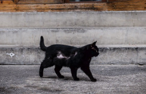 2022 07 gato negro 2022 07 gato negro