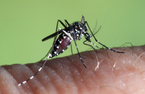 aedes albopictus 1 1 