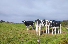 ep archivo   vacas de leche