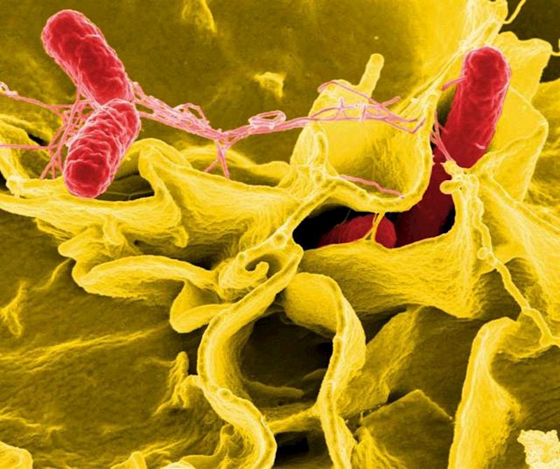 ep bacteria salmonella salmonela