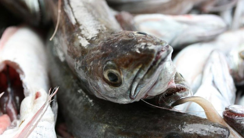 Merluzas en una pescadería | IEO ep merluzas en una pescaderia
