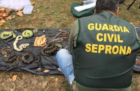 ep operacion jungla vseprona interceptade 600 reptiles