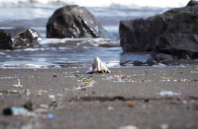 ep plasticolas playas ep plasticolas playas
