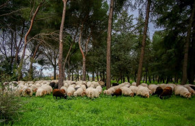 ep un rebano de ovejas pasta en ciudad universitaria durante su camino de vuelta a la casa de campo