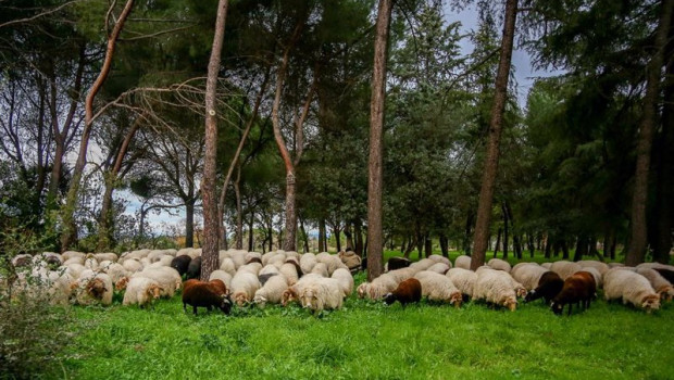 ep un rebano de ovejas pasta en ciudad universitaria durante su camino de vuelta a la casa de campo