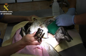 ep unalas aves encontradas electrocutadasla operacion fulgor del seprona