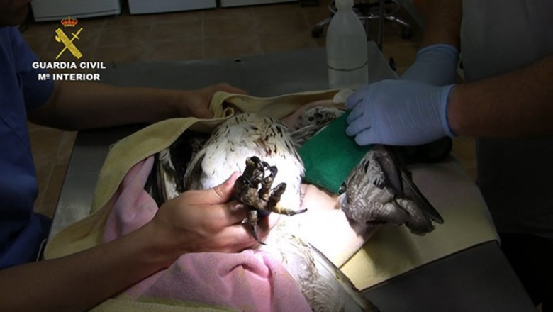 Una de las aves encontradas electrocutadas en la operación 'Fulgor' del Seprona | SEPRONA - Archivo ep unalas aves encontradas electrocutadasla operacion fulgor del seprona