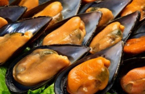 mejillones gallegos cocidos extras 500x588 mejillones gallegos cocidos extras 500x588