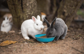 conejos bifeedoo nov 1 conejos bifeedoo nov 1