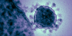 coronavirus 20200203101217