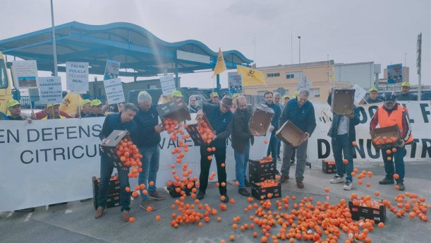 ep agricultores tirando las mandarinas