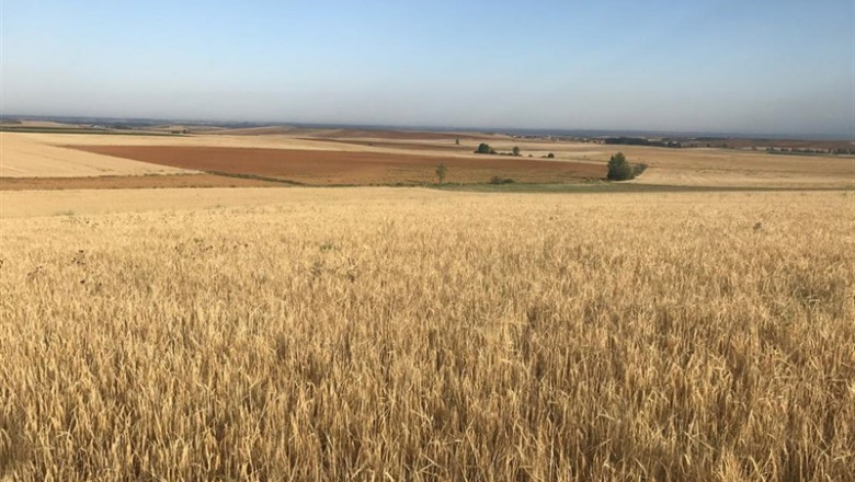 Agroseguro ha abonado el 80% de las indemnizaciones en cereales de invierno y leguminosas, hasta 78 millones | AGROSEGURO - Archivo ep agroseguroabonado80 deindemnizacionescerealesinviernoleguminosas hasta 78 millones