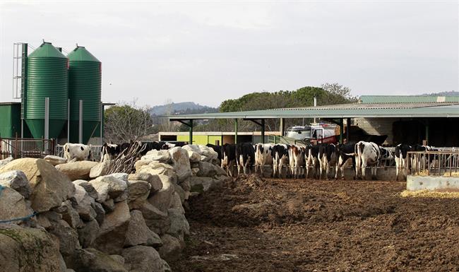 ep animal comiendo animales vaca vacas pastar pasto ganaderos 20170227121303