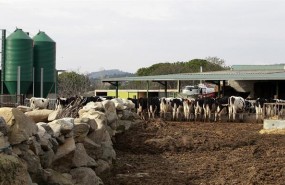 ep animal comiendo animales vaca vacas pastar pasto ganaderos 20170227121303