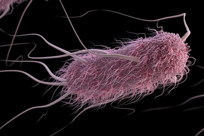 E. Coli, escherichia coli | ALISSA ECKERT AND JENNIFER OOSTHUIZEN/CDC ep e coli escherichia coli