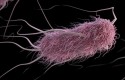 ep e coli escherichia coli ep e coli escherichia coli