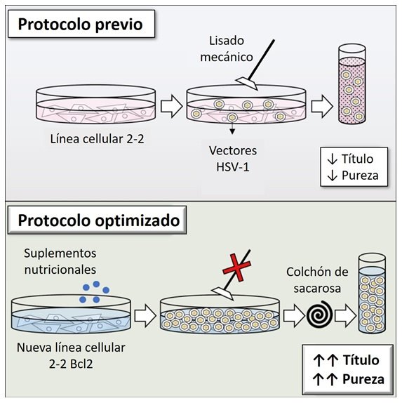 Investigadores españoles avanzan en terapia génica para enfermedades neurológicas hereditarias | UAM ep investigadores espanoles avanzan en terapia genica para enfermedades neurologicas hereditarias