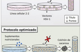 ep investigadores espanoles avanzan en terapia genica para enfermedades neurologicas hereditarias