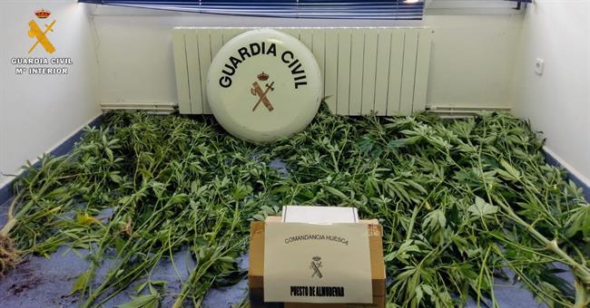Plantación de marihuana en una localidad de la Comarca de la Hoya de Huesca. | GUARDIA CIVIL ep plantacionmarihuanauna localidadla comarcala hoyahuesca