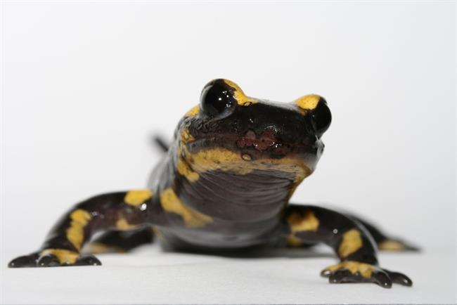 Salamandra común | CSIC - Archivo ep salamandra comun