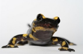 ep salamandra comun