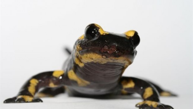 ep salamandra comun