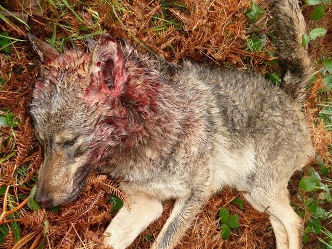 ep un lobo muerto