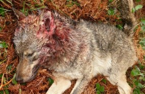 ep un lobo muerto