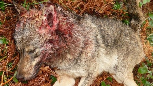 ep un lobo muerto